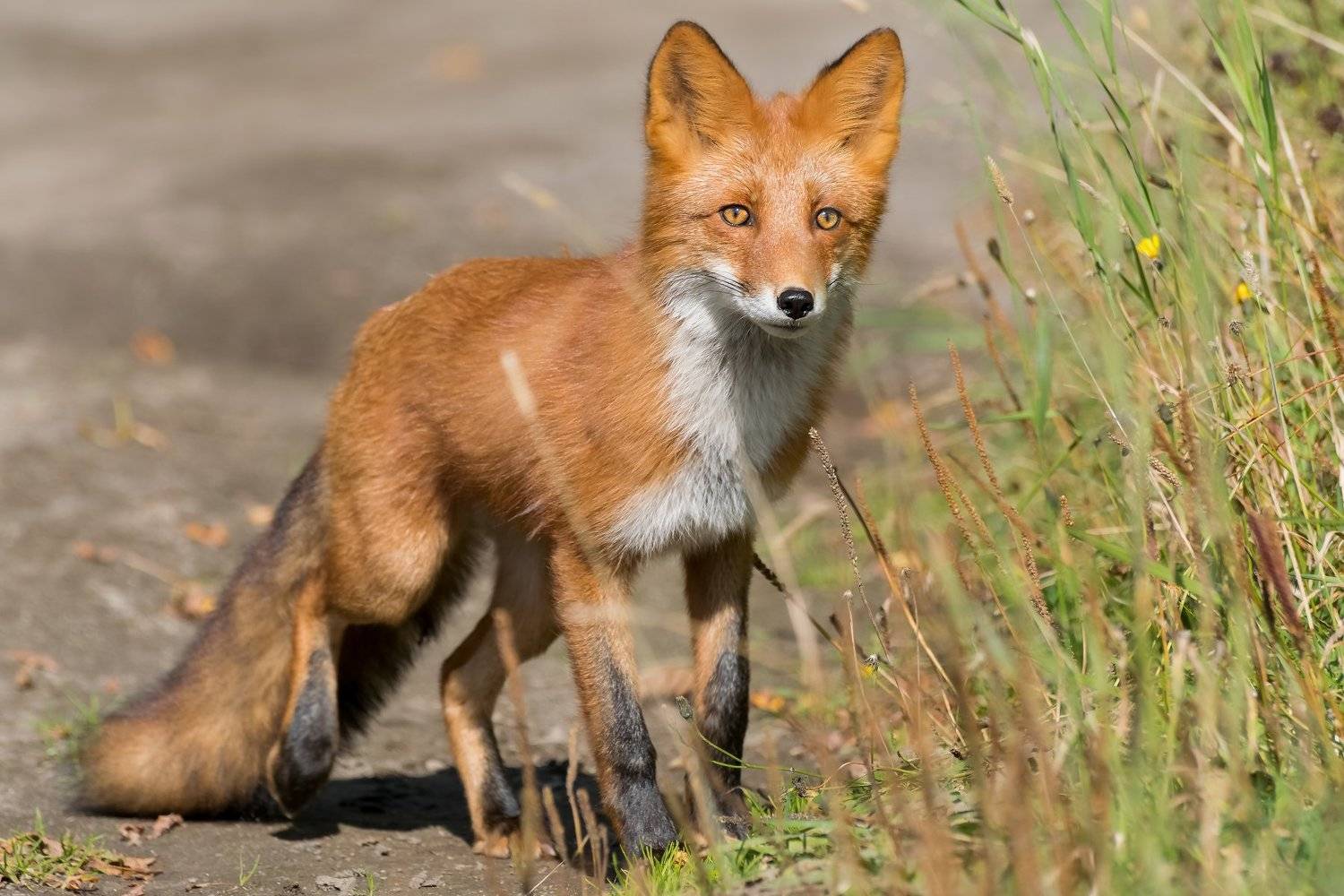 лиса, fox, Наталья Королева