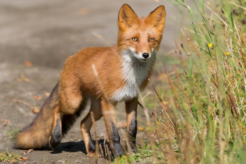 Рыжая плутовка фото превью