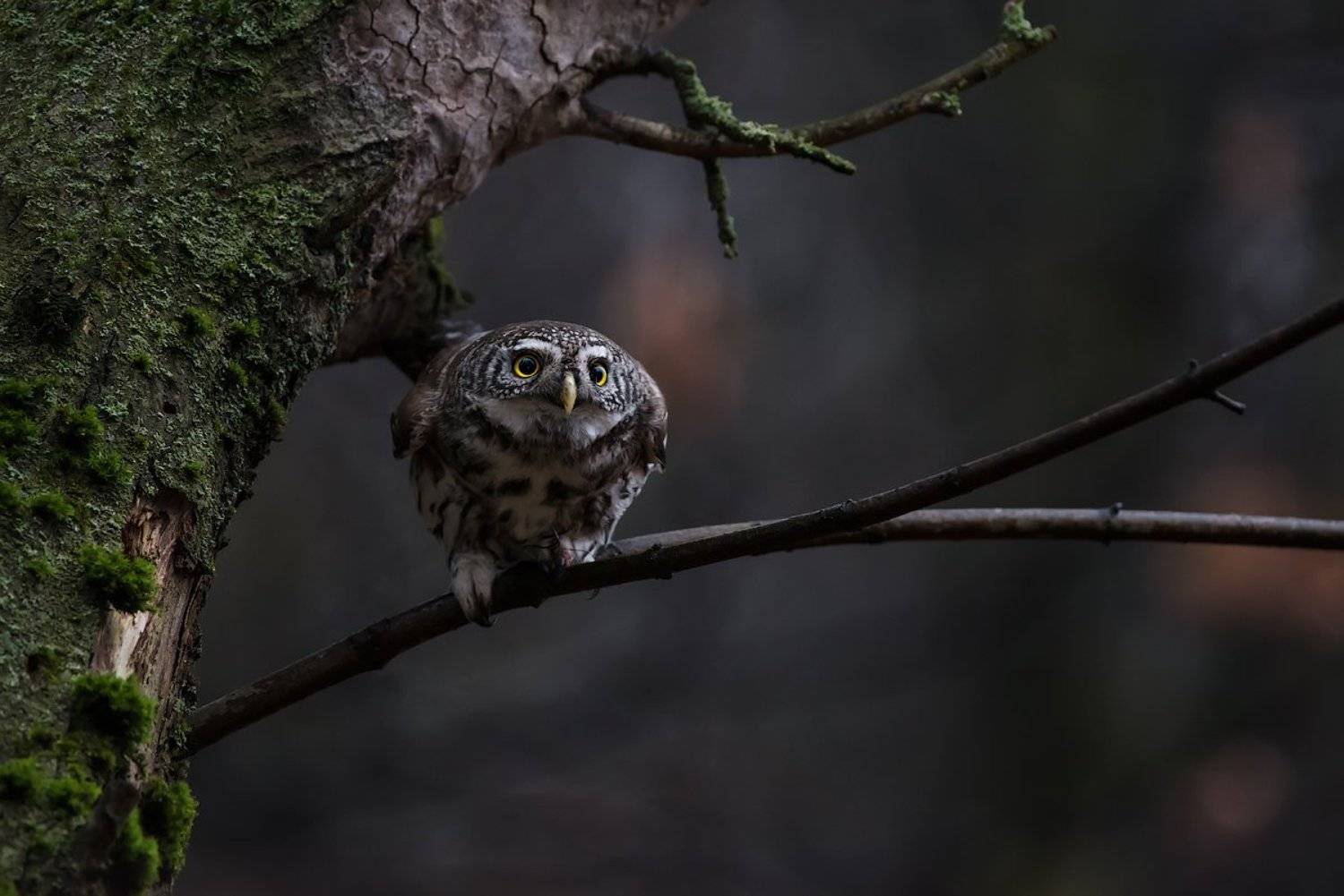 pygmyowl, воробьиный сычик, дикаяприрода, animals, autumn, birds, forest, nature, owl, predator, wildlife, животные, лес, осень, природа, птицы, сова, сычик, хищник, Игорь Зубков