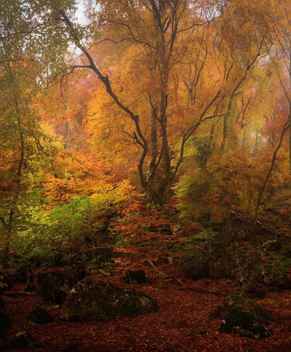 , Владимир Метцгер