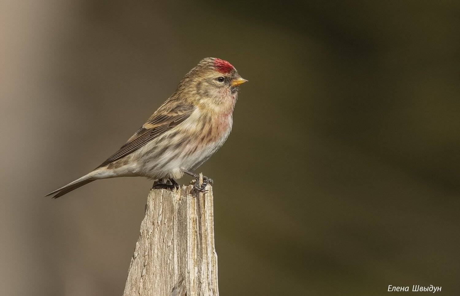 birds, animals, nature, common redpoll, обыкновенная чечётка, чечётка, чечетка, redpoll, Елена Швыдун