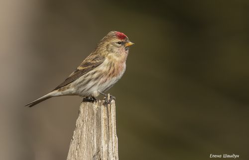 Common redpoll