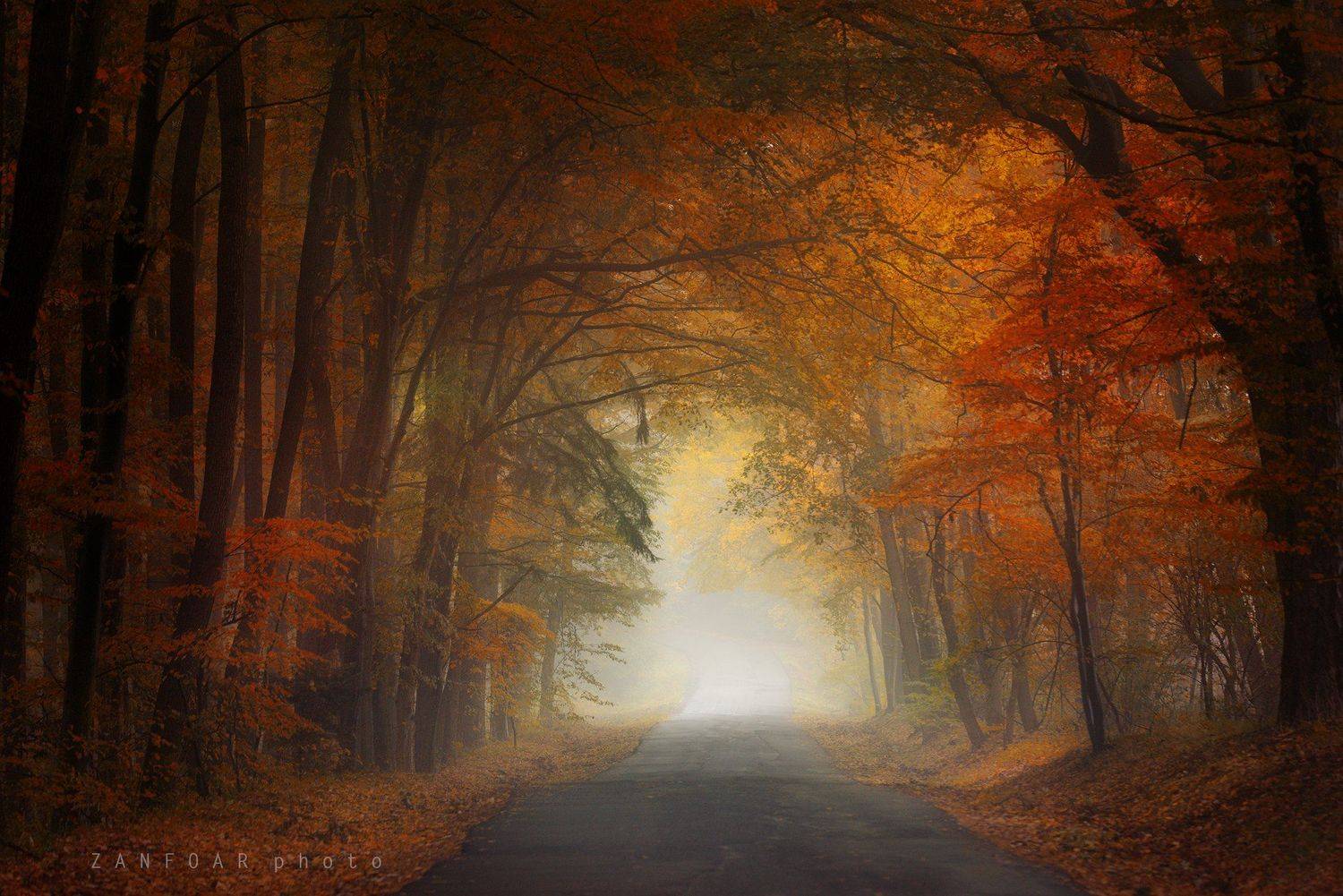 магия осени,магия ,осень, дорога, листья, краски осени, nikon d750, zanfoar, чехия,чешская республика, Zanfoar