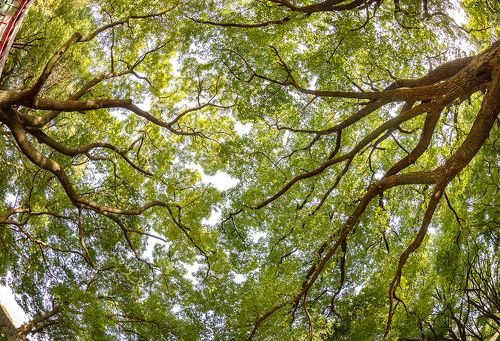 Dance of the trees