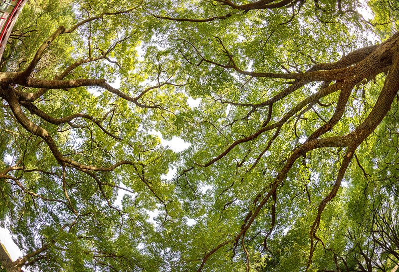 park, trees, fisheye, sky Dance of the trees фото превью