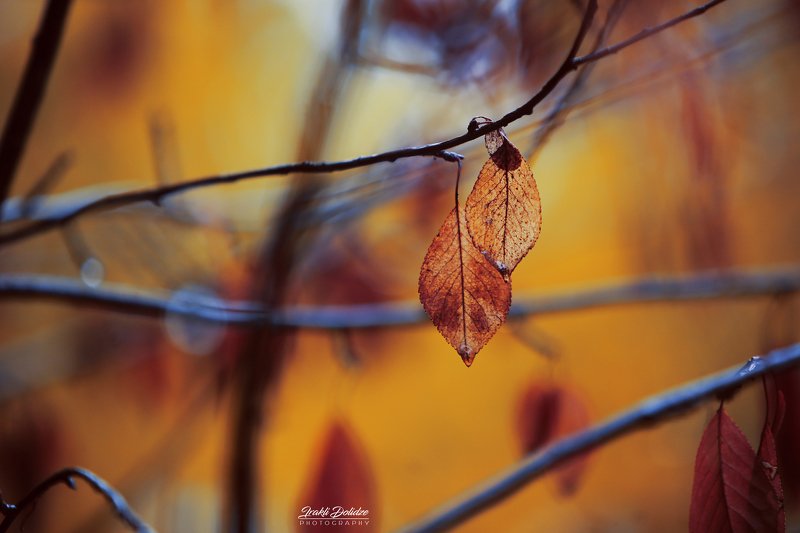 rain, raindrops, autumn, leave, leaf, drop, outdoor, photography, preset, bokeh, canon, yellow From my window фото превью