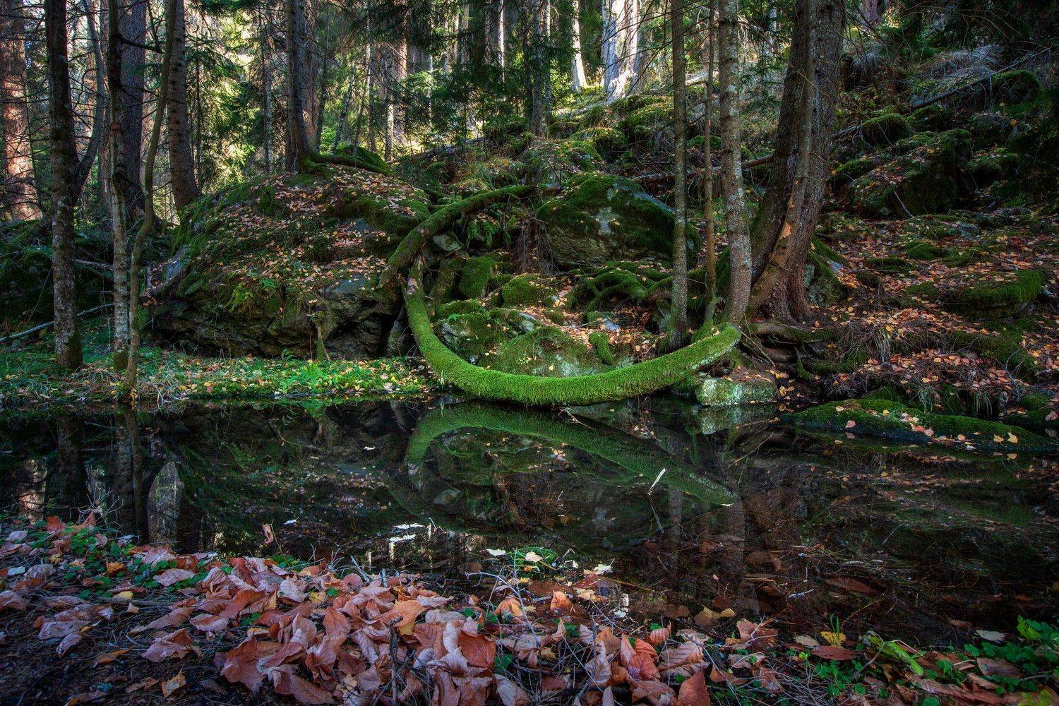 кчр,домбай,гоначхир,теберда,горы,карачаево-черкесия,осень,лес, Коркин Вадим