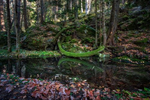 Сказочный лес ...
