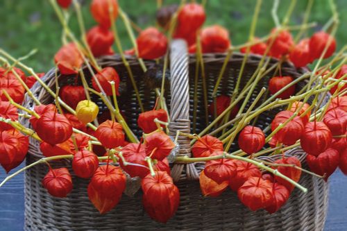 decorative orange plants