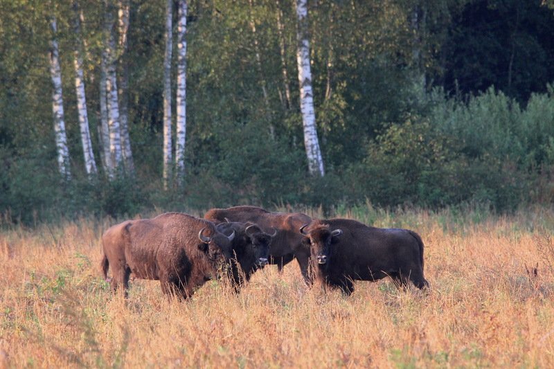 111 111 фото превью