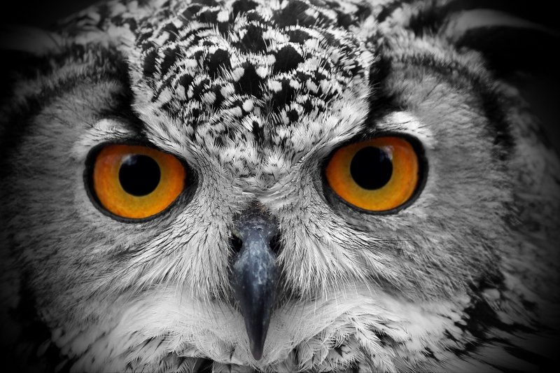 Взгляд... фото превью