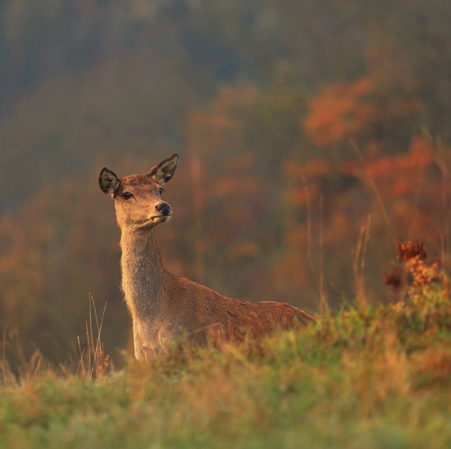 swiss,швейцария,осень, Матвеев Николай