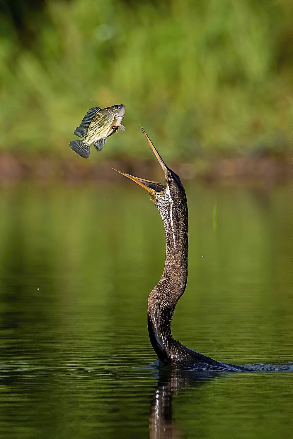 #bird #wildlife #underwater, LE KHUONG