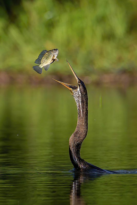 #bird #wildlife #underwater Chien loi pham фото превью
