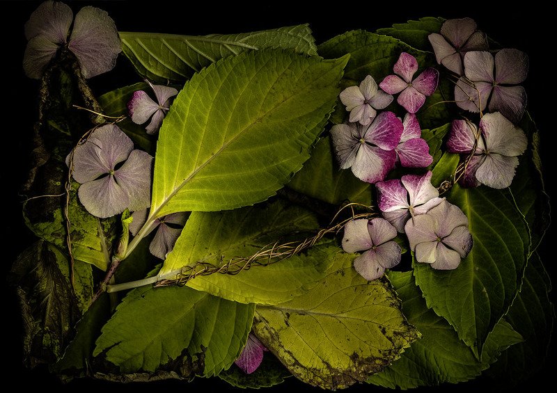 Hydrangea фото превью