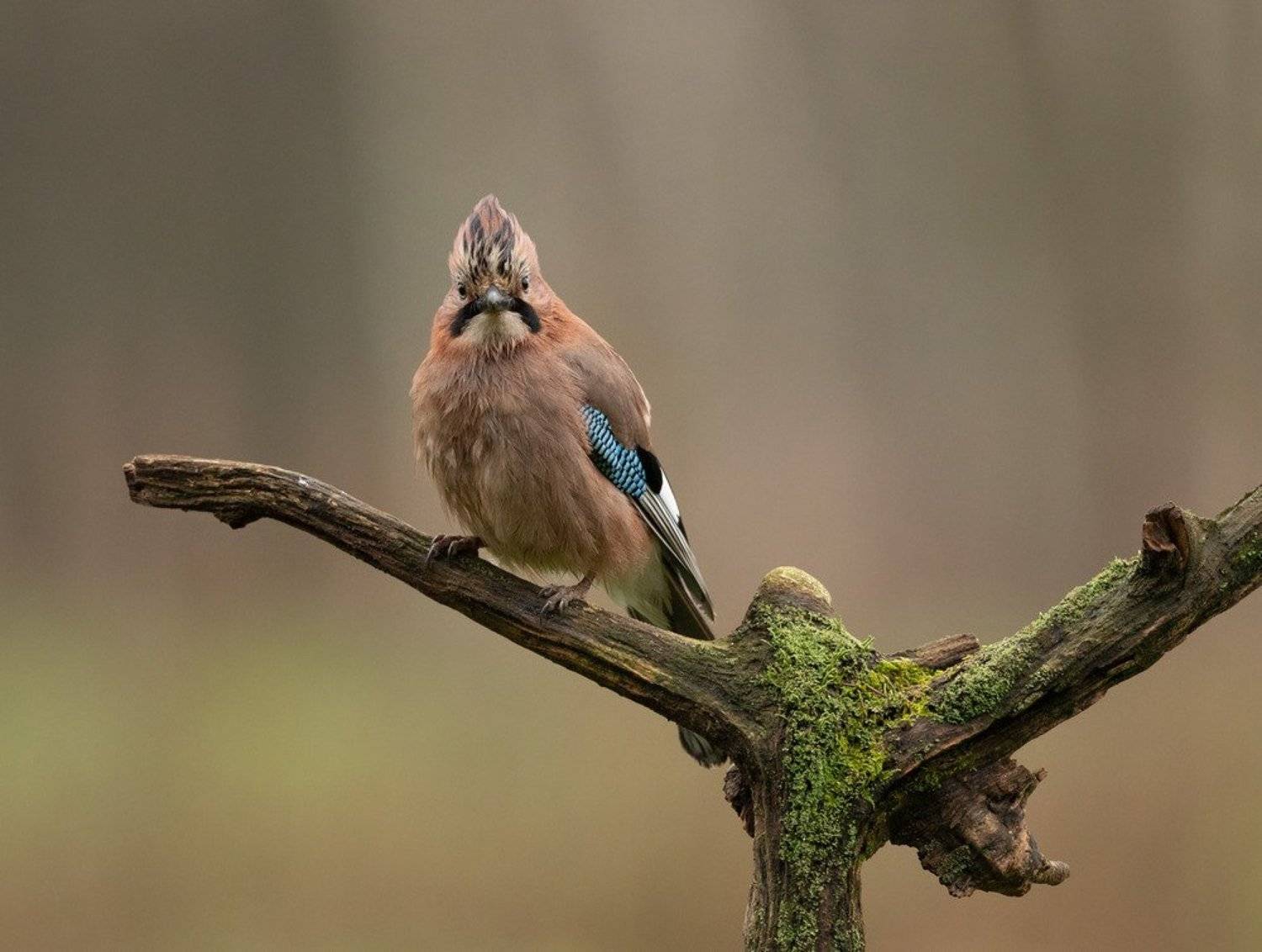 сойка, птицы,, Владимир Пакалевич