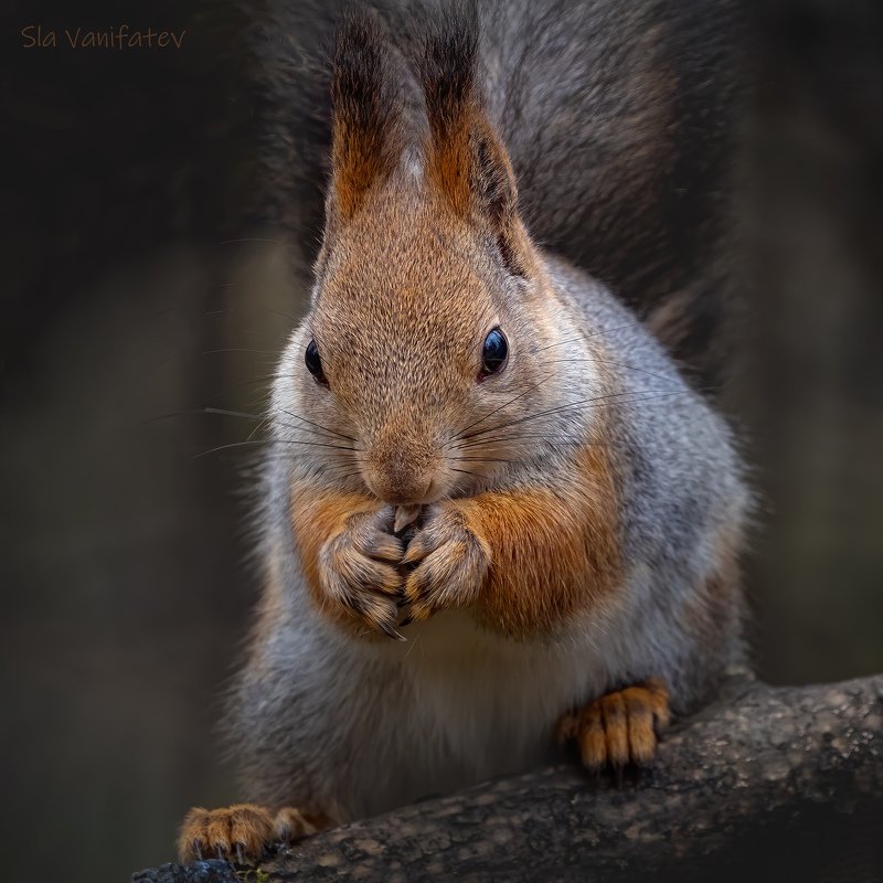 Белочка - Пушистый Хвостик фото превью