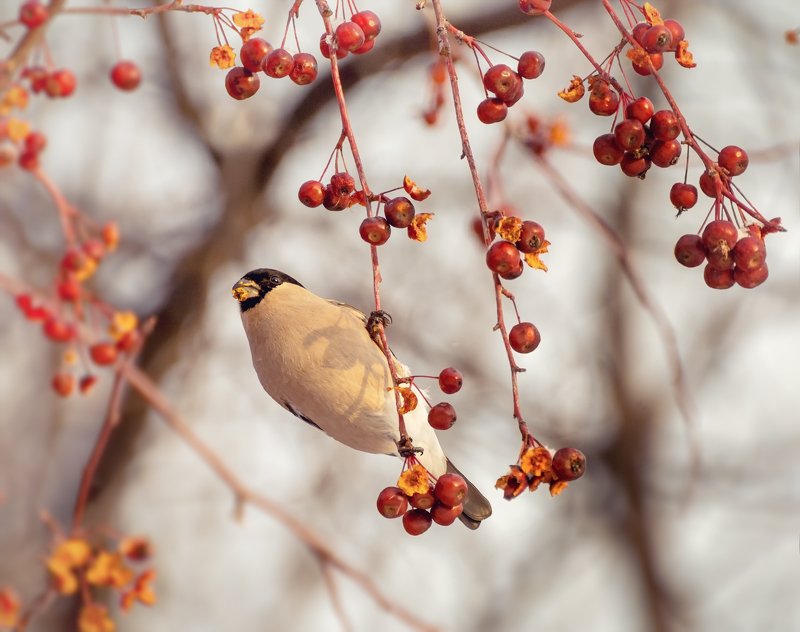 птица, снегирь, самка, яблочки.. фото превью