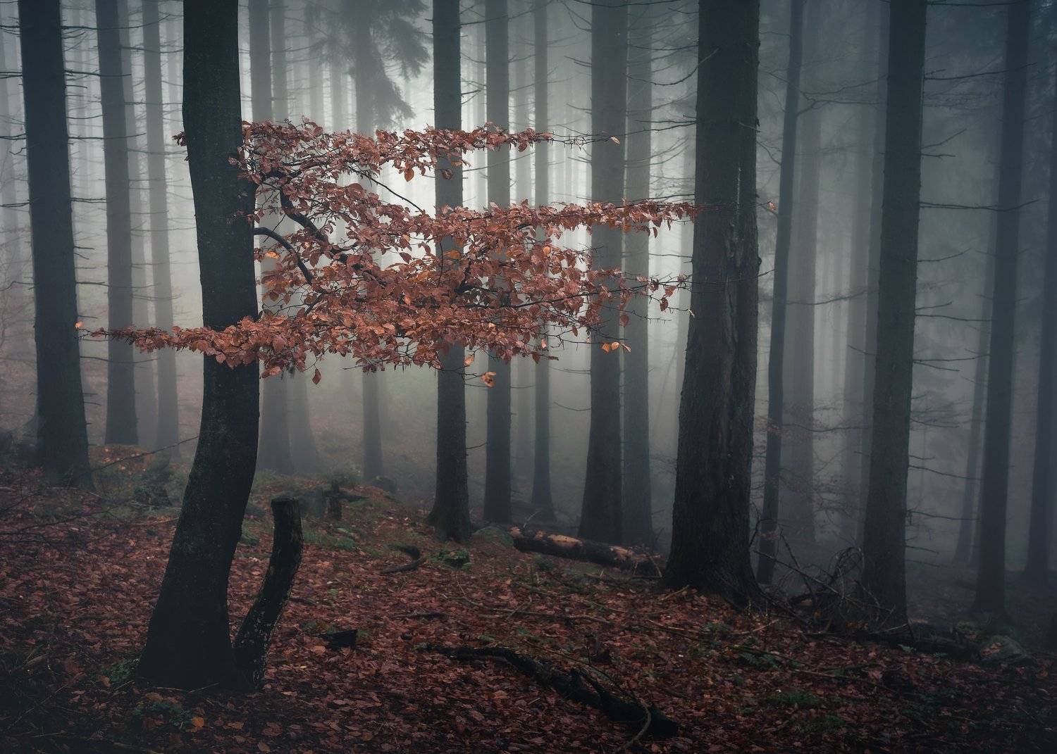 majestic, forest, autumn, fog, trees, rain, nikon, mountains, Tomasz Myśliński
