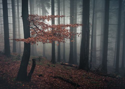 Misty morning in the woods