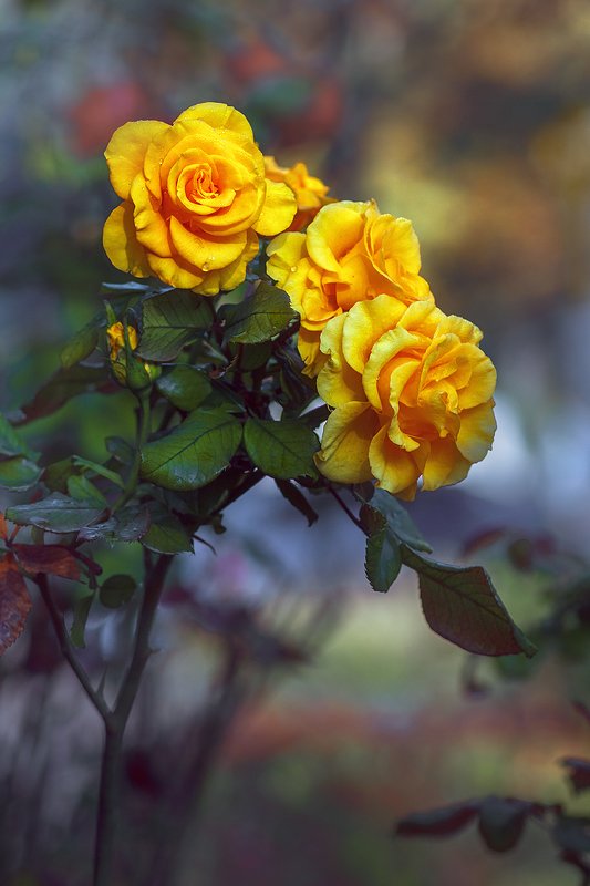 tokina 100 macro, beautiful, красивый, moment, момент, nature, природа, autumn, fall, осень, осенние, flowers, цветы, rose, роза, yellow, желтая, Позднеосенние цветы... фото превью
