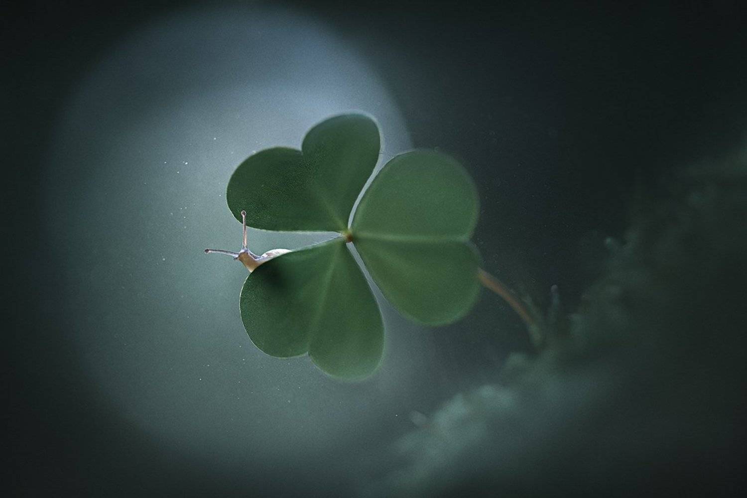 украина, коростышев, природа, лес, макро, макро мир, макро красота, макро истории, улитка, зеленый, фотограф, чорный,, Александр Чорный