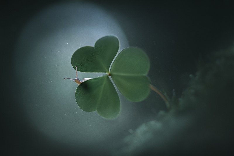 украина, коростышев, природа, лес, макро, макро мир, макро красота, макро истории, улитка, зеленый, фотограф, чорный, \