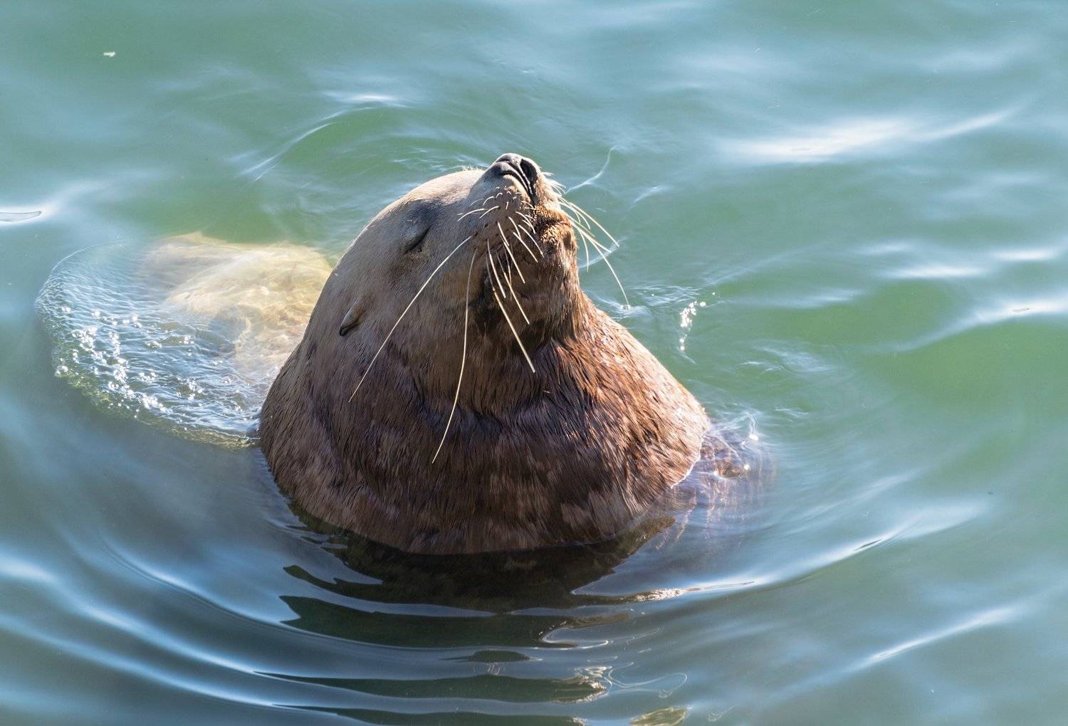 сивуч морской лев sea line kamchatka, Наталья Королева