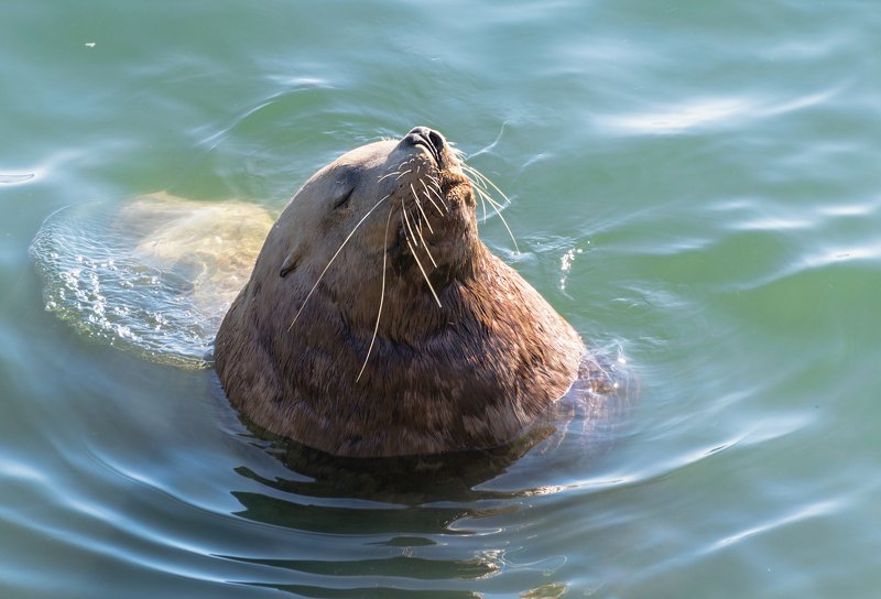 сивуч морской лев sea line kamchatka Познавший дзен фото превью