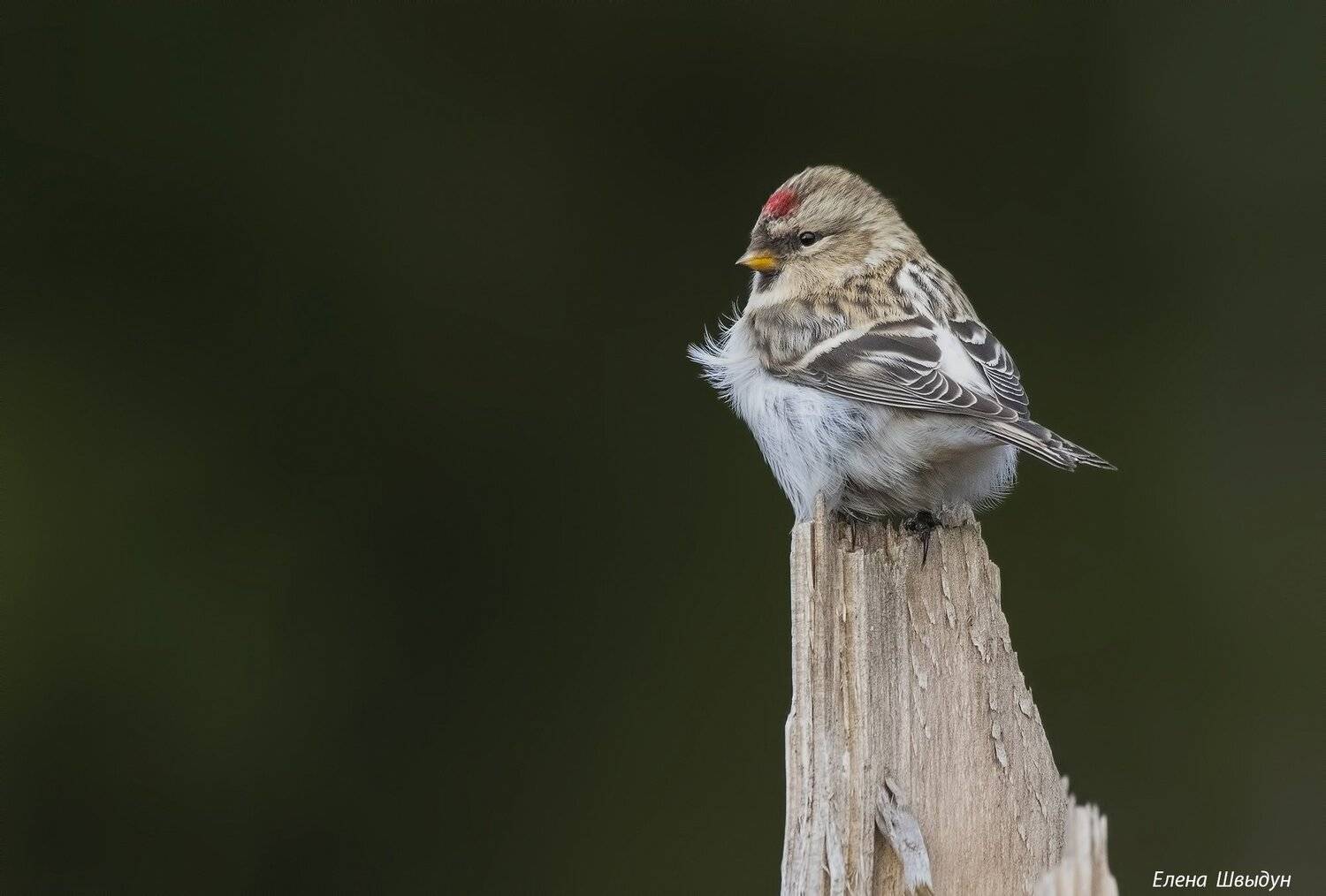 birds, animals, nature, arctic_redpoll, пепельная_чечётка, чечётка, Елена Швыдун