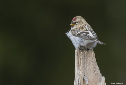Arctic redpoll