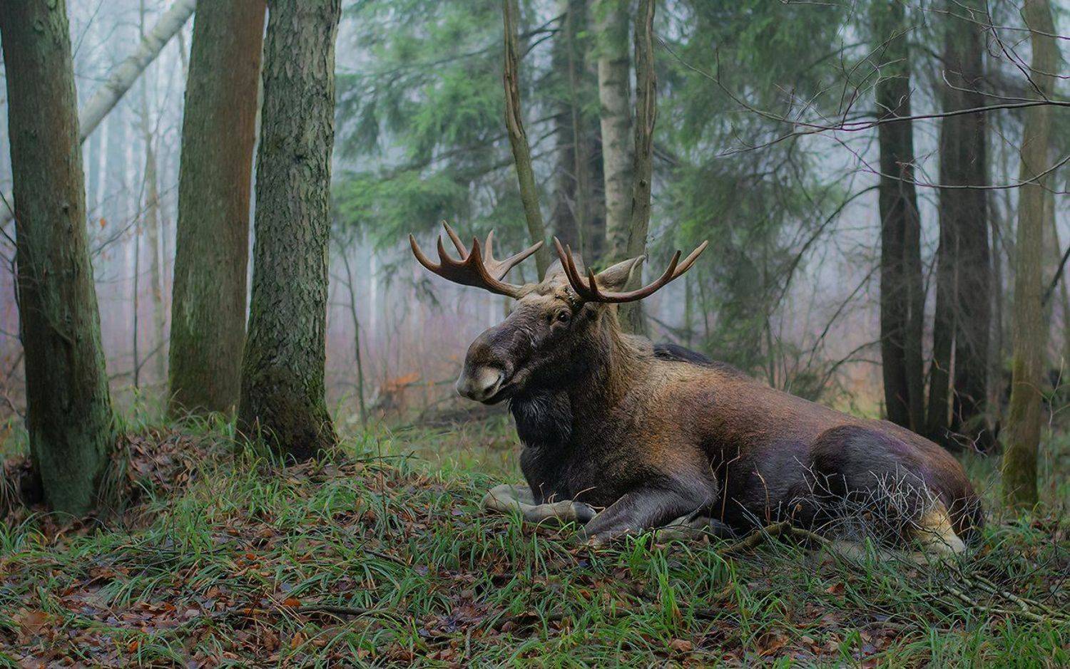 , Валерий Субачев
