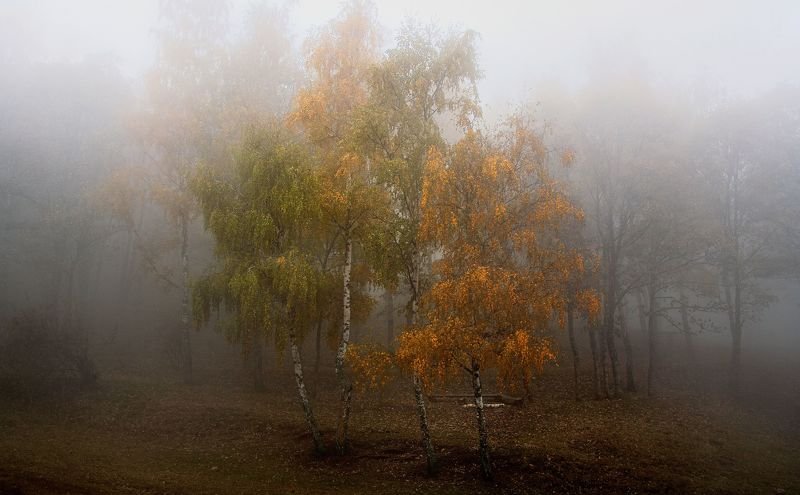 Березки фото превью