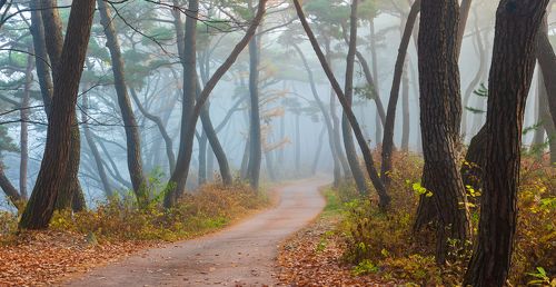 Into the old wood world