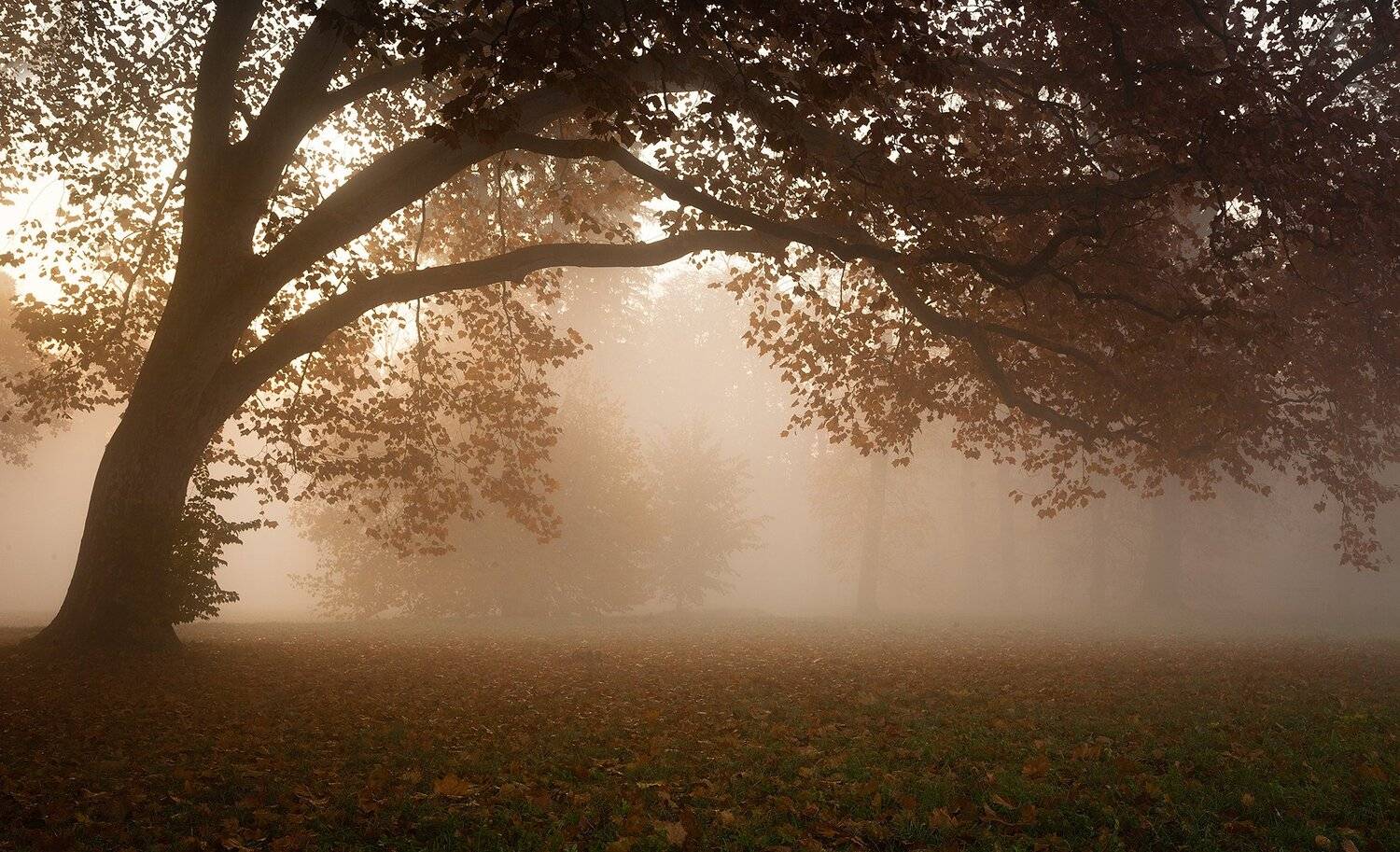 , Robert Adamec