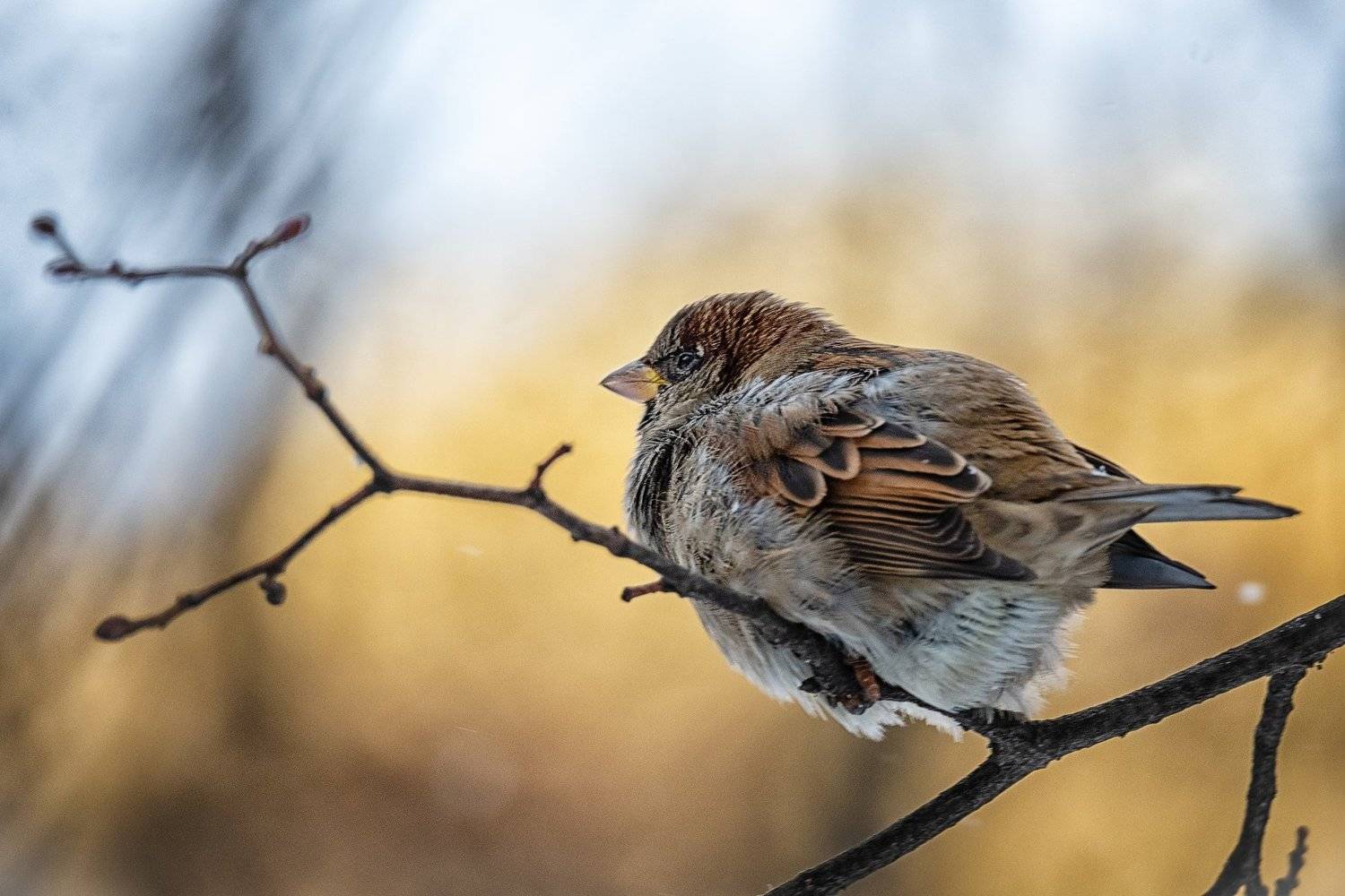 воробьиные истории андрея полякова, Андрей Поляков
