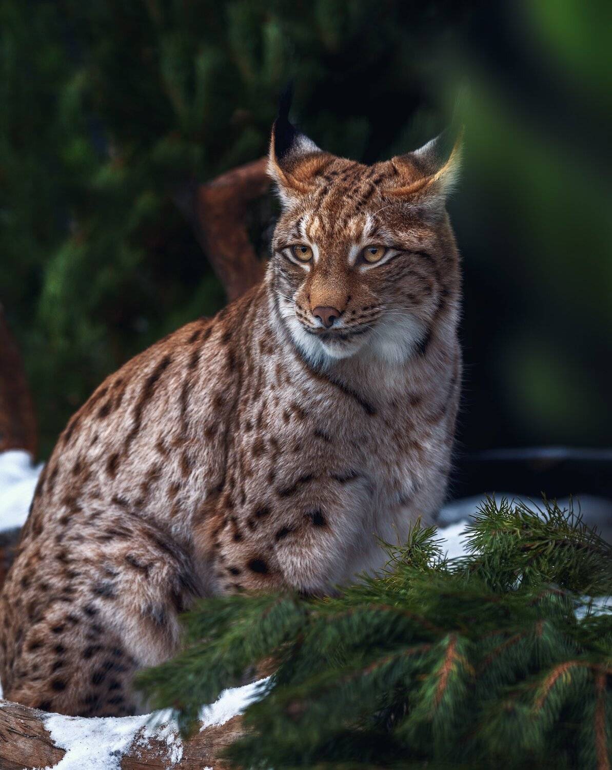 рысь, Олег Богданов