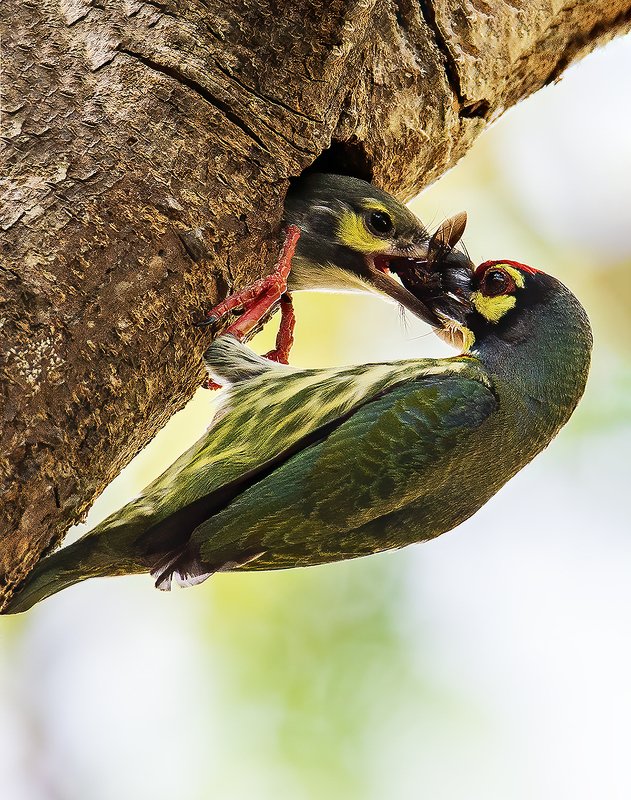 mother\'s love фото превью