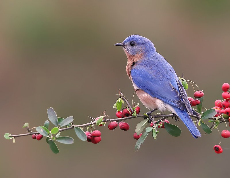 восточная сиалия, eastern bluebird,bluebird Восточная сиалия - Eastern Bluebird male фото превью