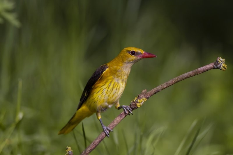 Иволга фото превью