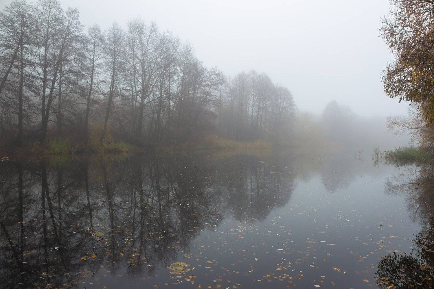 туман, река, природа, осень, озеро, ноябрь, лес, вода, усмань, Руслан Востриков