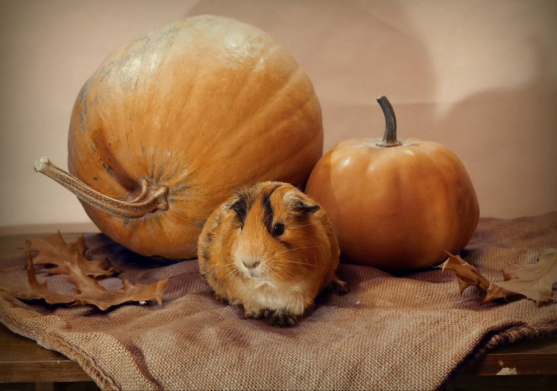 композиция, животные, морская свинка, осень, тыква Беня и тыквы фото превью