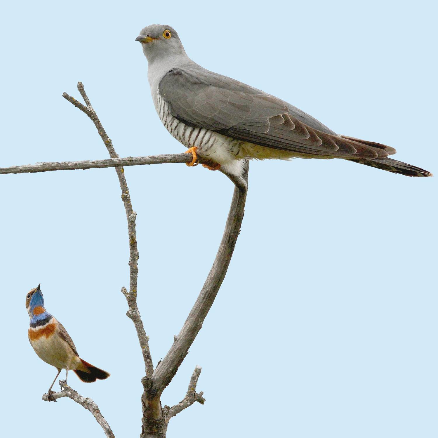 , Михаил Белоусов