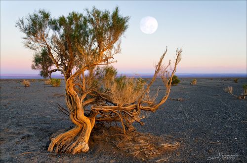 Жизнь саксаула. Пустыня Гоби