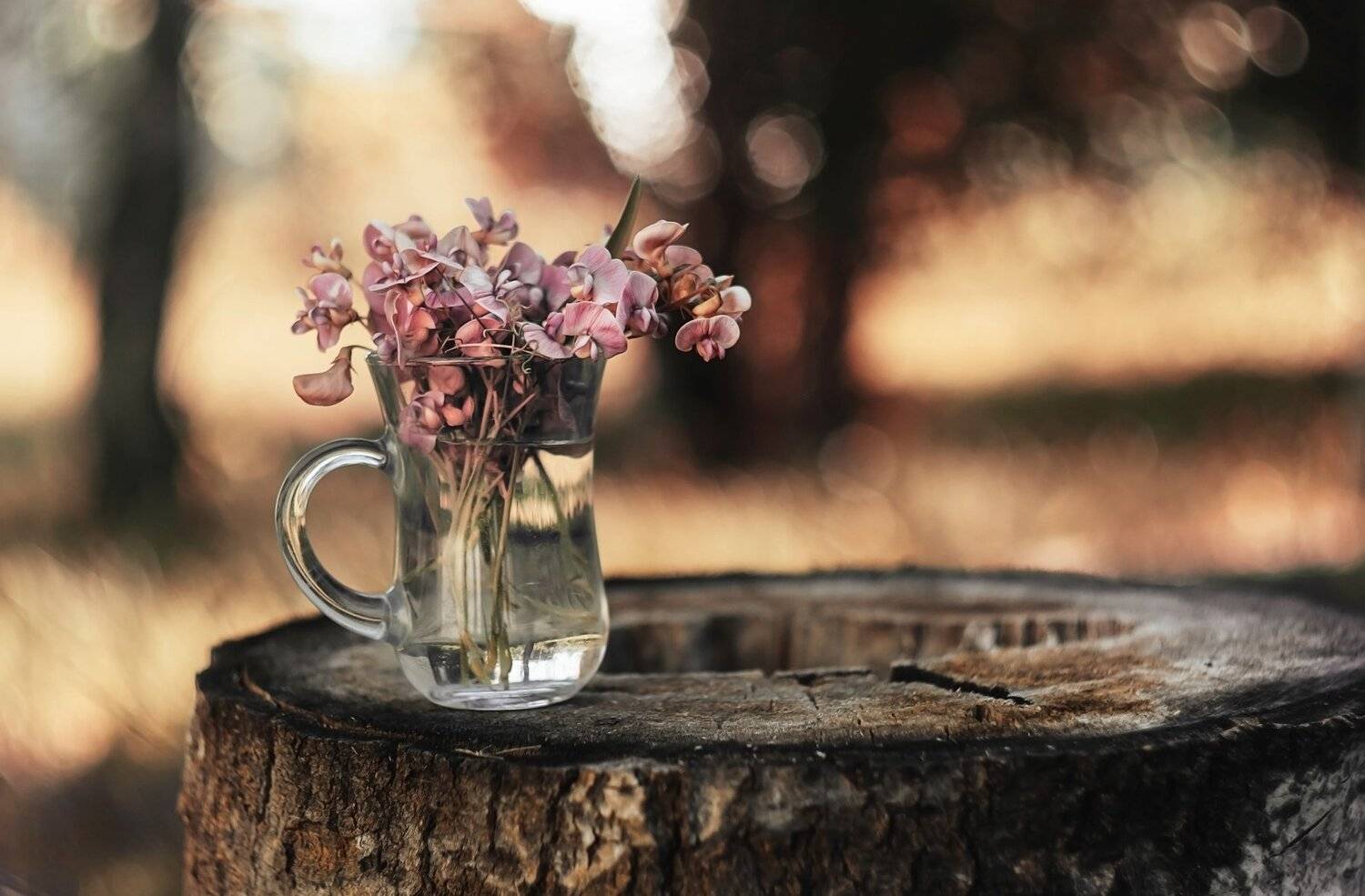 , Лапшина Владлена