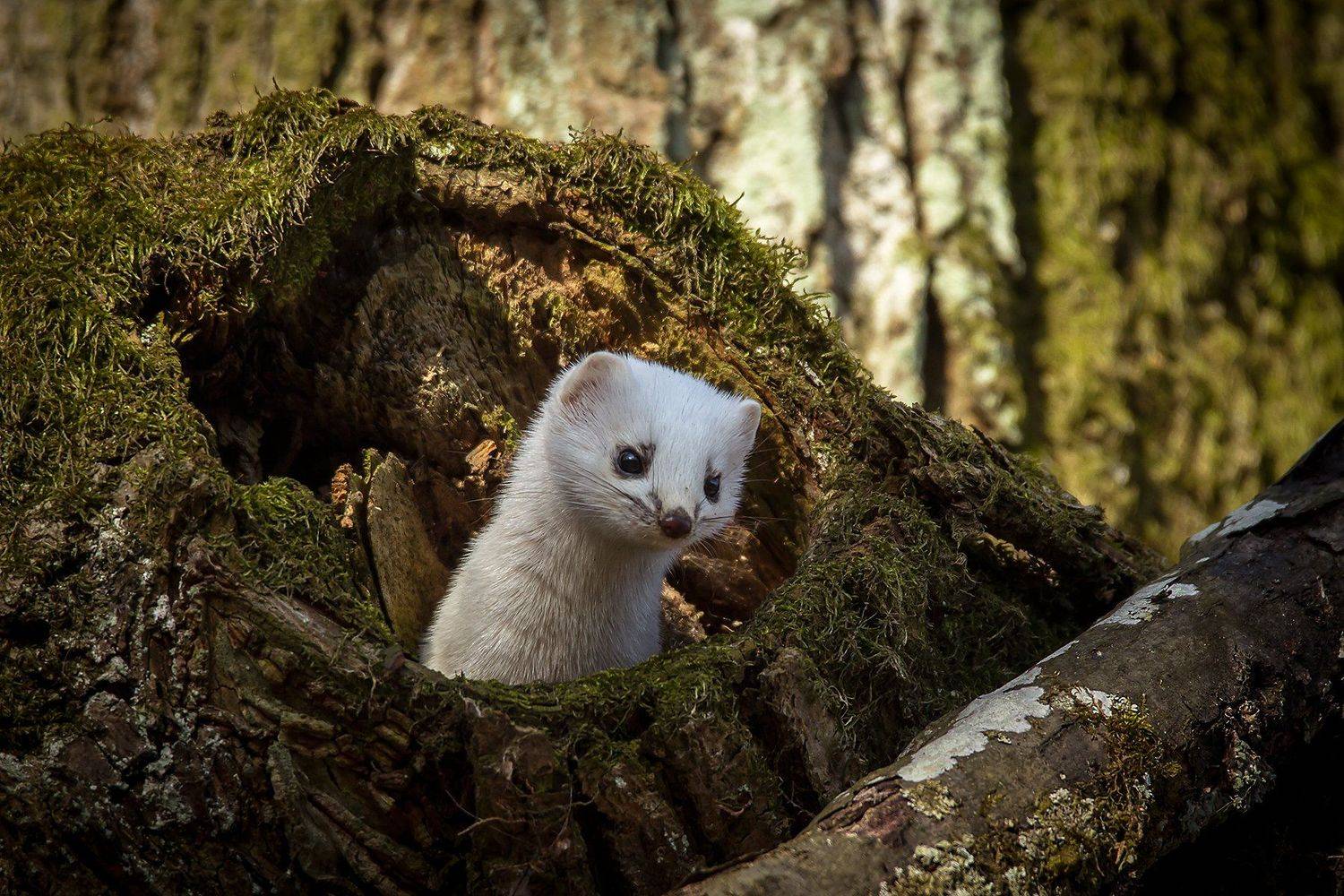 горностай, Андрей Костромин