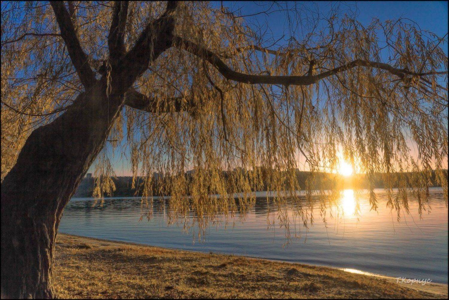 река,Днепр,ива,вечер,осень,контражур, Татьяна Корнус