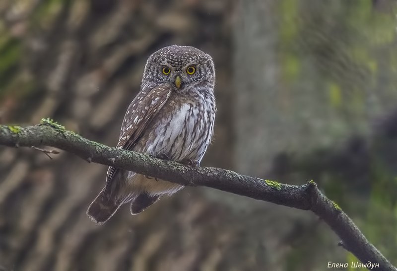 Eurasian pygmy owl фото превью