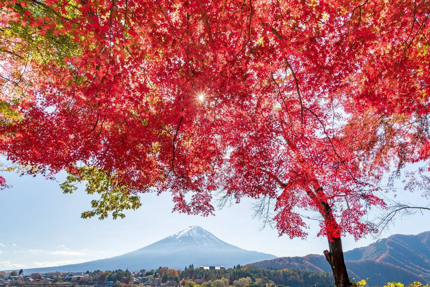 япония, фудзи, красный клен, Исаков Дмитрий