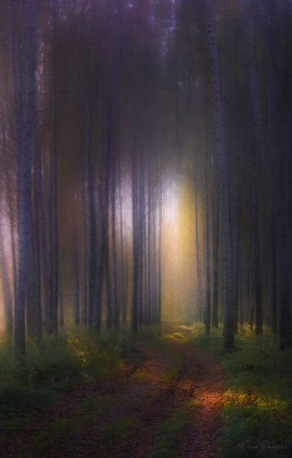 лес, Елена Рубинская